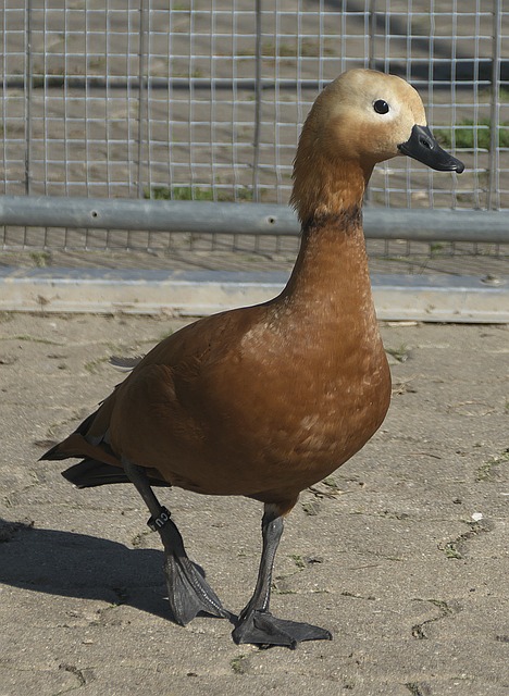 常规赛首秀
